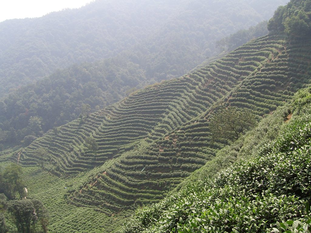中国茶园景观示意