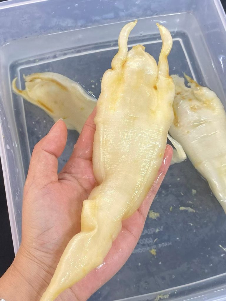 墨西哥小公肚纹理、边缘和厚薄实拍