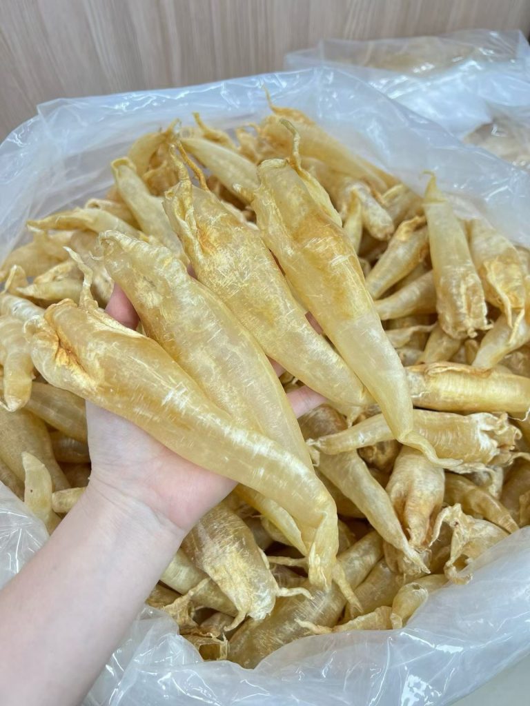 墨西哥小公肚单片规格和形态实拍
